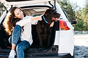 get dogs hair out of car
